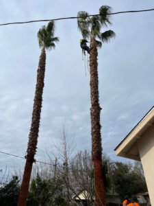 skinny palm