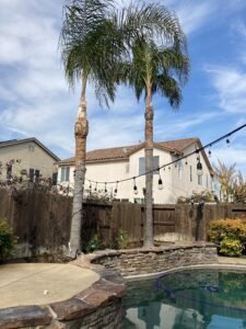 palm tree