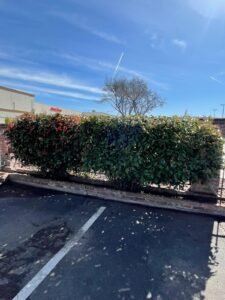 hdz bush trimming