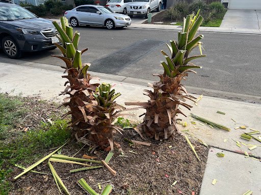 Photo from customer review