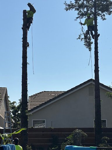 Photo from customer review