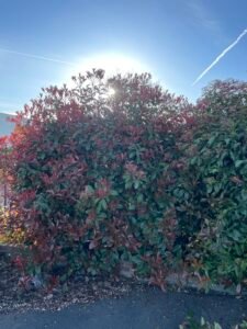 Bush merced ca