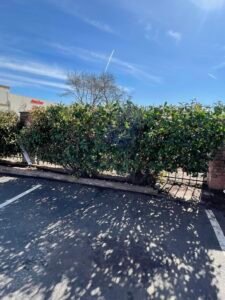 Bush merced ca