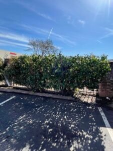 Bush trimming around merced ca