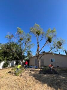 HDZ Tree Service crew working