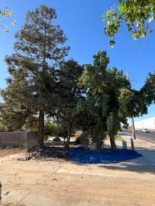 HDZ Tree Service removing merced ca surrounding are