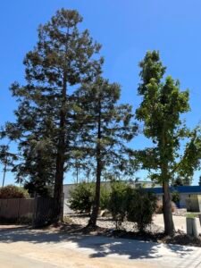 HDZ Tree Service crew working merced ca surrounding areas