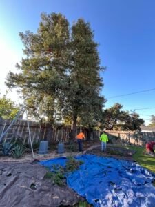 Tree removal before service in Merced CA