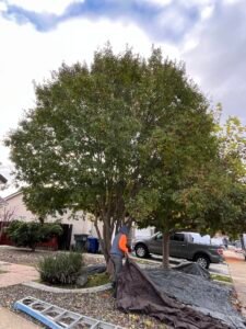 tree trimming before in merced ca