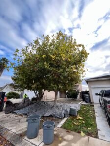tree trimming after