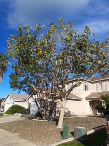 tree trimming before