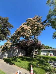 Flowering tree before trimming service in Atwater CA