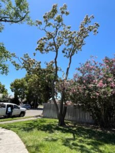 Tree after trimming service in Atwater CA