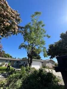 Flowering tree before trimming service in Atwater CA