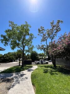 Trimmed trees at a residential property in Atwater CA