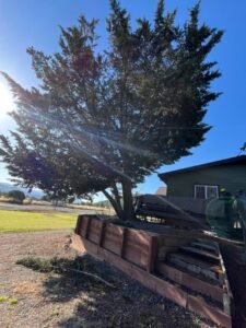 Large tree before removal service in La Grange CA