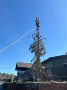 HDZ Tree Service crew removing a tall tree in La Grange CA