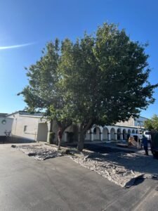 Tree trimming service at a commercial property in Livingston CA