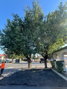 HDZ Tree Service crew trimming trees in a Livingston CA parking lot
